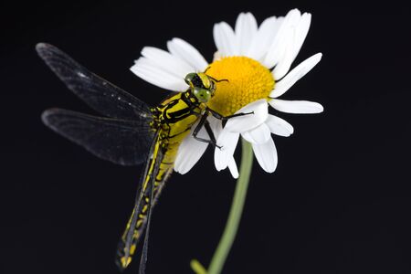 Dragonfly (Western Clubtail, Gomphus pulchellus, Westliche Keiljungfer) sitting on a marguerite, macro, black backgroundの写真素材