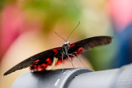 Swallowtail Butterfly (Papilio rumanzovia, Schwalbenschwanz) sitting on a camera lensの写真素材