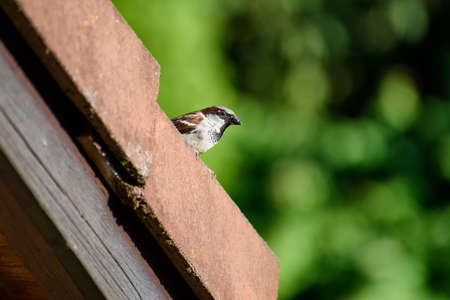 Sparrow sitting on the roof topの写真素材