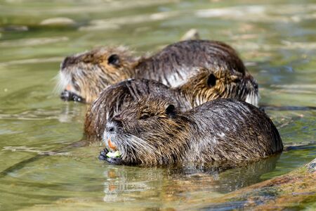 Group of river rats, Nutria (Myocastor coypus) sitting in the water an eating vegetablesの写真素材