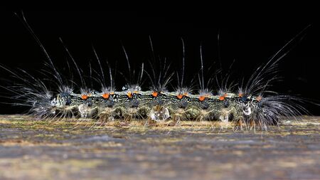 Macro of orange dotted hairy catepillar (lymantria dispar).の写真素材