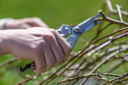 Close up view of two hands using a trimmer to trim a tree in spring.