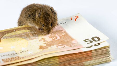 Mouse guarding a bunch of EURO bank notes isolated on white.の写真素材