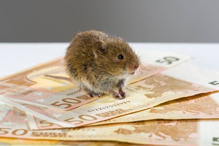 Mouse sitting on a bunch of EURO bank notes and guarding it«s moneyの写真素材