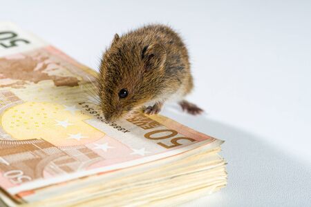 Mouse discovering a bunch of EURO bank notes isolated on white.の写真素材