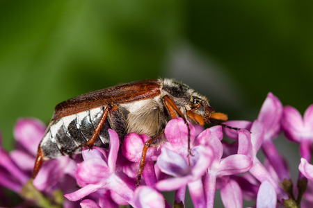 Cockchafer (Melolontha Scarabaeidae) in natural environment crawling on purple flowers.の写真素材
