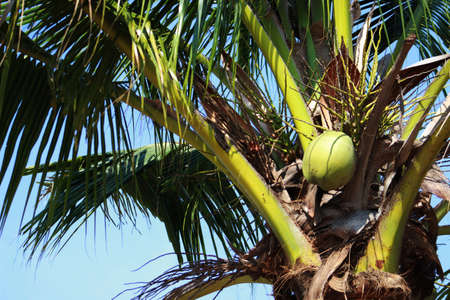 coconut the large, oval, brown seed of a tropical palm, consisting of a hard shell lined with edible...