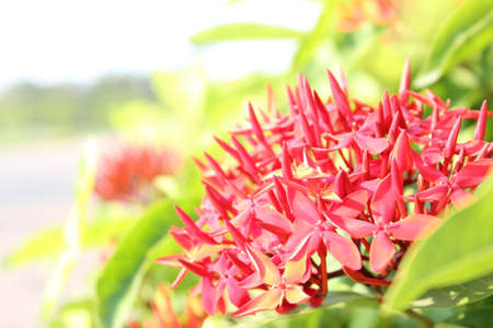 Red flower spike shooting close-up background blur bright sunlight.