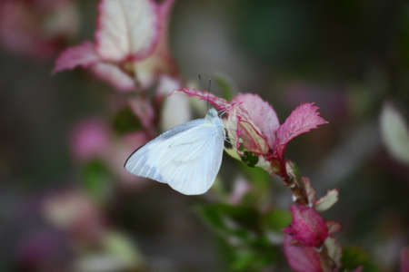 White Butterfly are beautiful little island branches to focus on the butterfly.