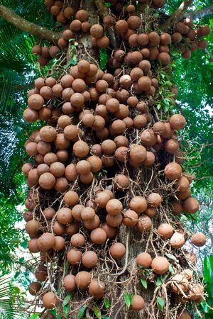 The Cannonball Treeの写真素材