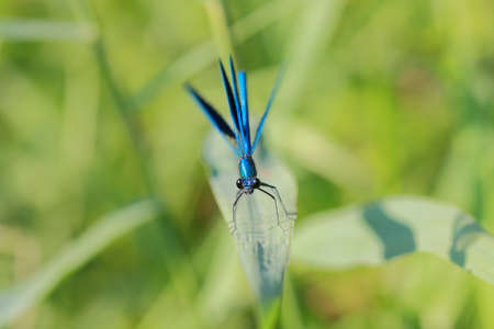 violet dragonfly in summer dayの写真素材