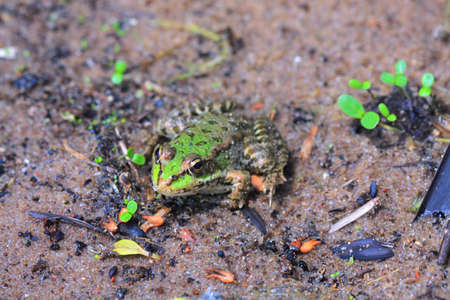 frog, photo on the natureの写真素材