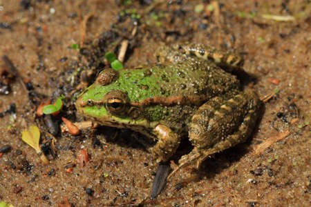 frog, photo on the natureの写真素材