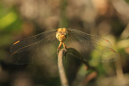 dragonfly sit on iron stick,macro shootingの写真素材
