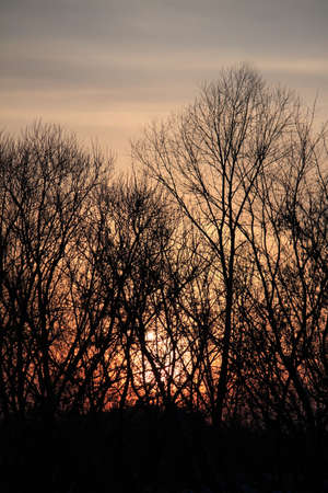 Scenic view, rays of sun beaming through the forestの写真素材