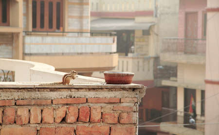 squirrel is eating someting on the roof of building in Delhi, Indiaの写真素材