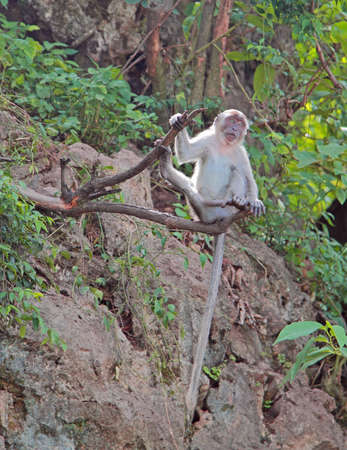 macaque with long tail is sitting on a tree, Batu caves