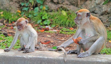 two monkeys are sitting on concrete, Batu caves, Kuala Lumpurの写真素材