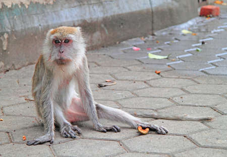 old furry macaque is sitting on asphalt, Batu cavesの写真素材