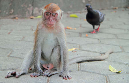 adolescent macaque is sitting on asphalt, Batu cavesの写真素材