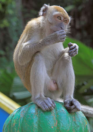 monkey is sitting on green sphere, Batu caves, Kuala Lumpurの写真素材