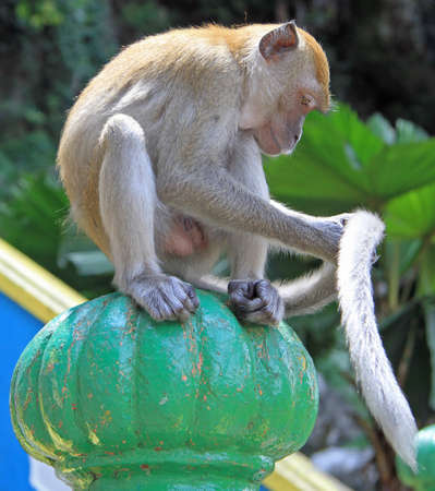 monkey is sitting on green sphere, Batu caves, Kuala Lumpurの写真素材