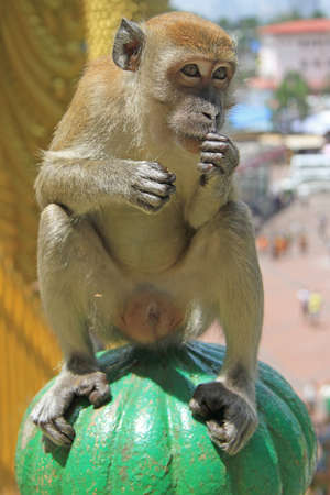monkey is sitting on green sphere, Batu caves, Kuala Lumpurの写真素材
