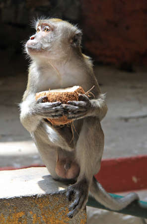 monkey with coconut, Batu caves, Kuala Lumpurの写真素材