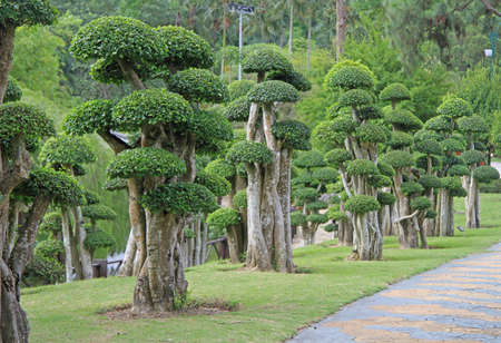 bonsai trees in botanical garden, Kuala Lumpurの写真素材