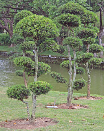 bonsai trees in botanical garden, Kuala Lumpurの写真素材