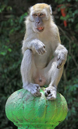 monkey is sitting on green sphere, Batu caves, Kuala Lumpurの写真素材