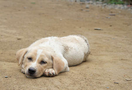 puppy labrador retriever is resting on the ground, Laosの写真素材