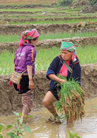 Sa Pa, Vietnam - June 6, 2015: people are harvesting the paddy field in village CatCat, Vietnamのeditorial素材