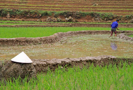 the asian conical hat against the background of paddy field, Vietnamの写真素材