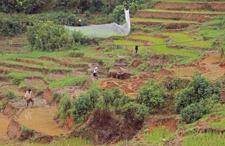 people are cultivate the paddy field, Sa Pa, Vietnamの写真素材