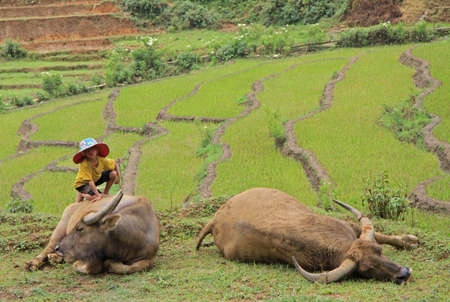 Sa Pa, Vietnam - June 6, 2015: small boy is on the back of huge buffalo in CatCat village, Vietnamのeditorial素材