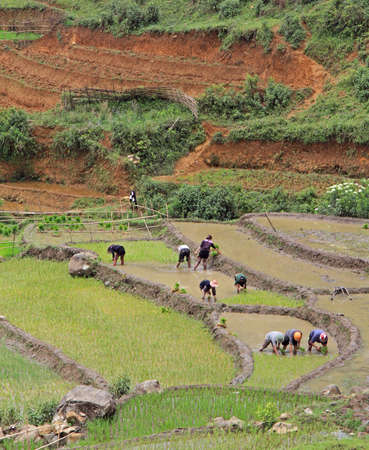people are cultivate the paddy field, Sa Pa, Vietnamの写真素材