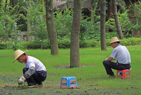 Wuhan, China - June 23, 2015: two worker are weeding lawn in public garden of Wuhanのeditorial素材