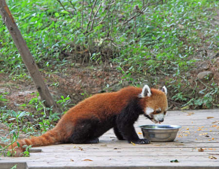 Red panda in park of Chengdu, Chinaの写真素材