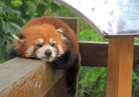 Red panda in park of Chengdu, Chinaの写真素材