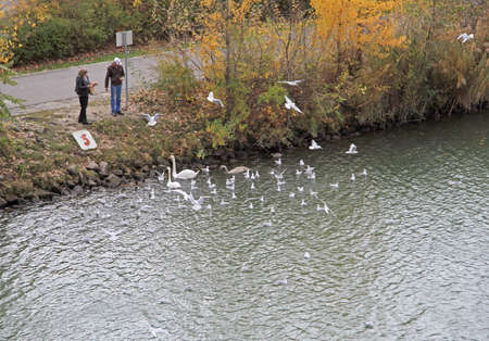 Vienna, Austria - November 9, 2015: people are feeding swans on the river in Vienna, Austriaの写真素材