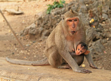 monkeys nearly entrance to Khao Luang cave, Thailandの写真素材