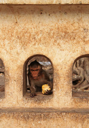 monkey nearly entrance to Khao Luang cave, Thailandの写真素材