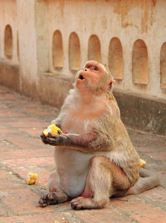 monkey nearly entrance to Khao Luang cave, Thailandの写真素材