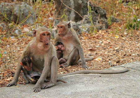 monkeys nearly entrance to Khao Luang cave, Thailandの写真素材