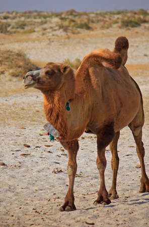 camels in semi-desert nearly baia de zaburunie at Caspian sea, Kazakhstanの写真素材