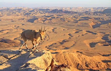 Ibex on the cliff at Ramon Crater in Negev Desert in Israelの写真素材
