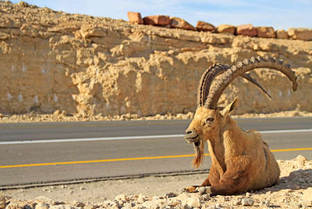 ibex at the highway in the Negev desert, Israelの写真素材