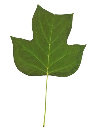 Liriodendron Tulipifera green leaf isolated with path on white backgroundの写真素材