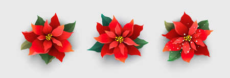 Red Christmas poinsettia flower isolated on whiteのイラスト素材